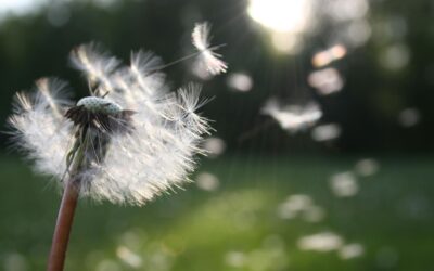 Blossoming Event Trends in 2024